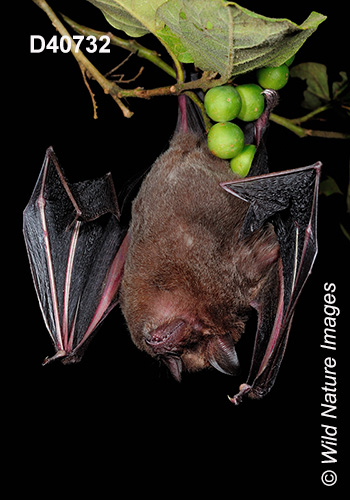 Artibeus obscurus, Dark Fruit-eating Bat